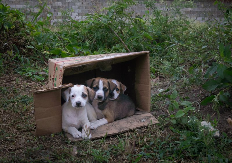 Tres cachorritos dentro de una caja