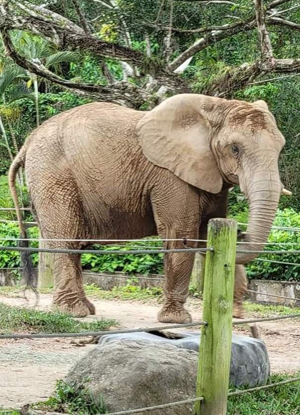 La elefanta Mundi, caso emblemático de bienestar animal en Puerto Rico