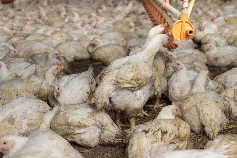 Gallinas hacinadas en una granja industrial