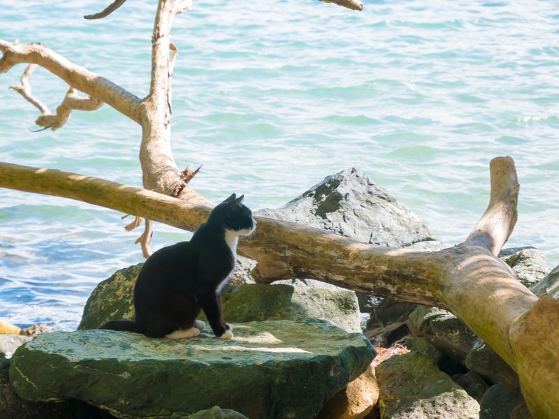 Gatos en el Viejo San Juan