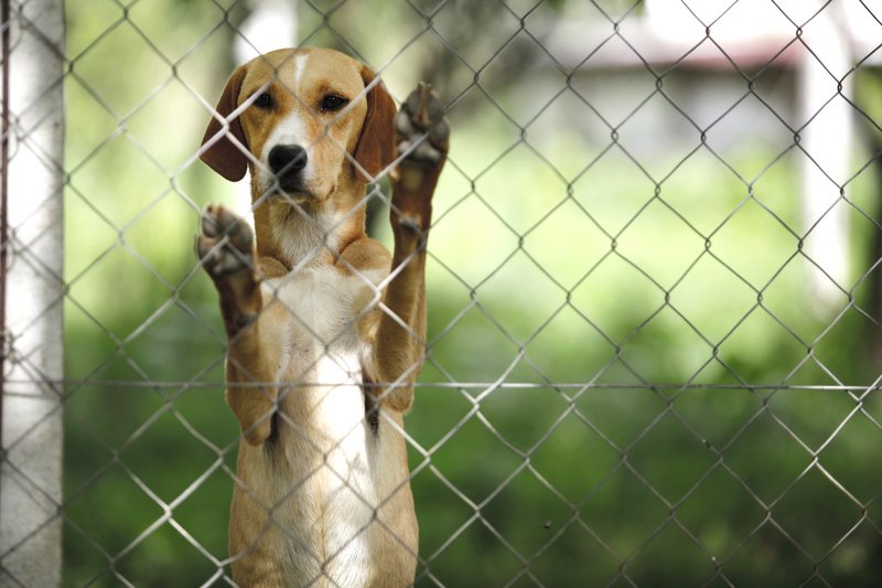 Perro detrás de una verja en Puerto Rico