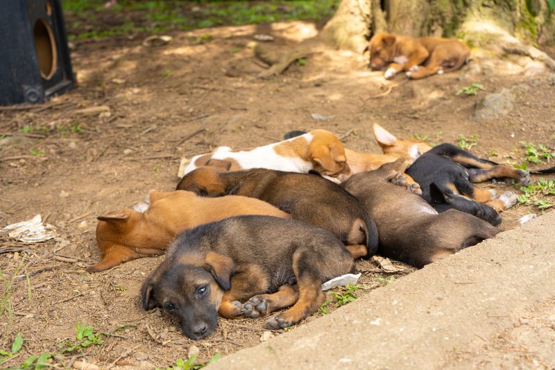 Perros durmiendo juntos sobre la tierra