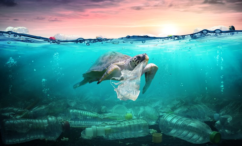 Tortuga marina nadando entre plástico, conexión entre bienestar animal y medio ambiente