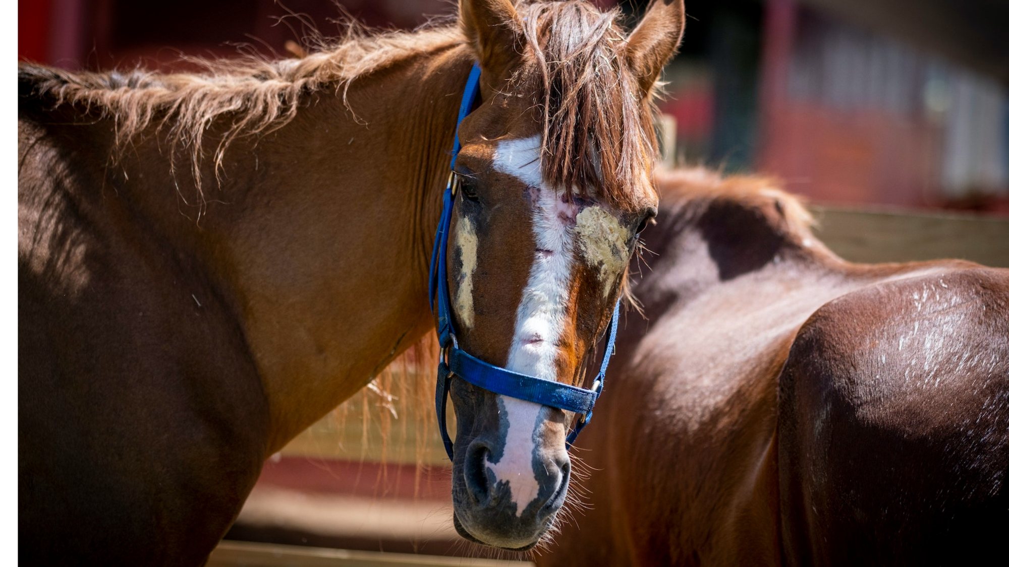 Caballo con jáquima azul