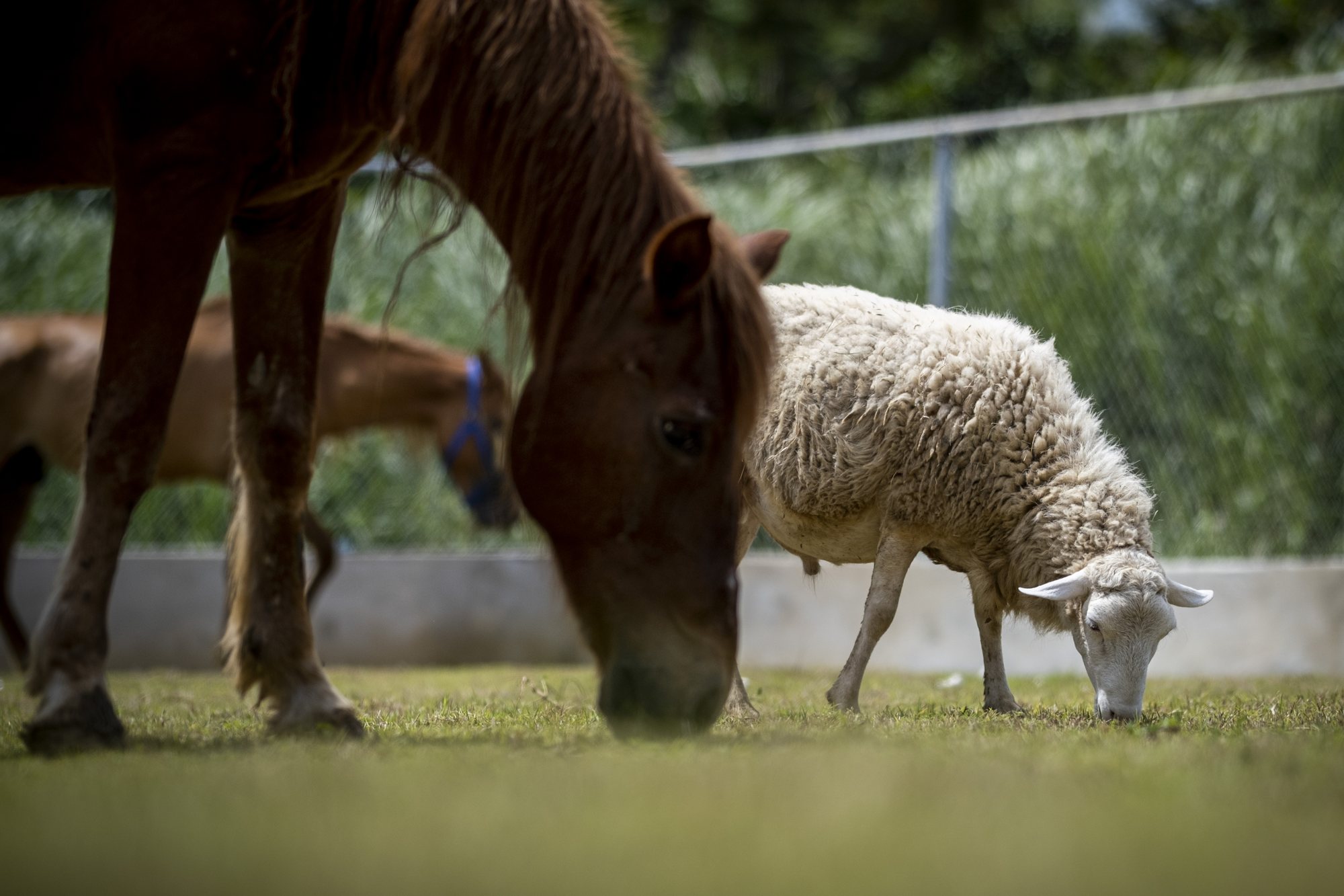 A horse and a sheep grazing together