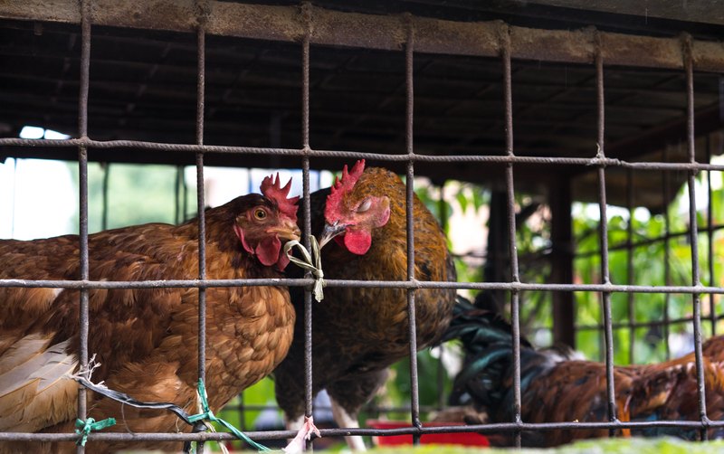 Gallinas dentro de una jaula de alambre