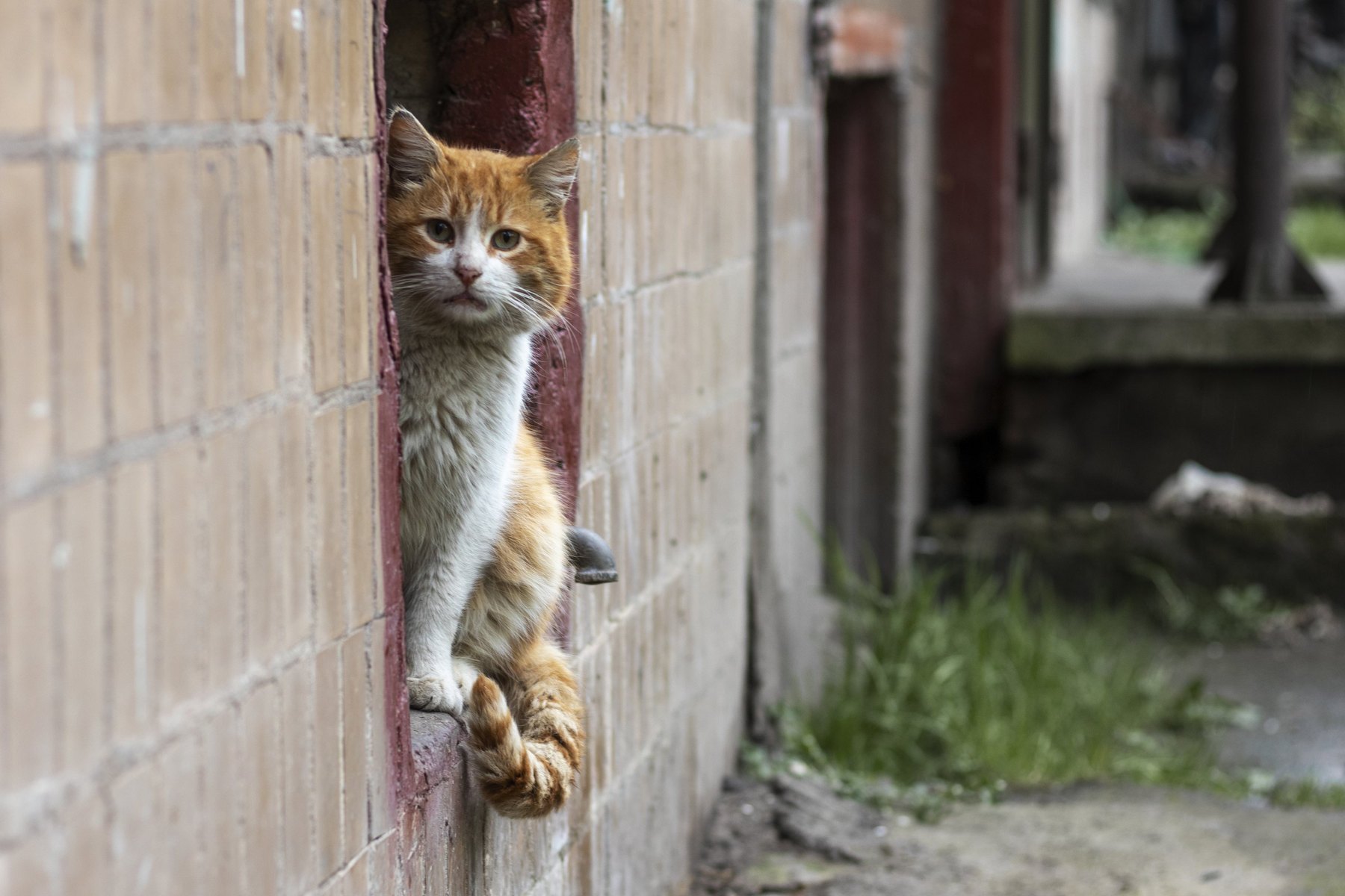 Cat peeking through a crack in a wall in Puerto Rico