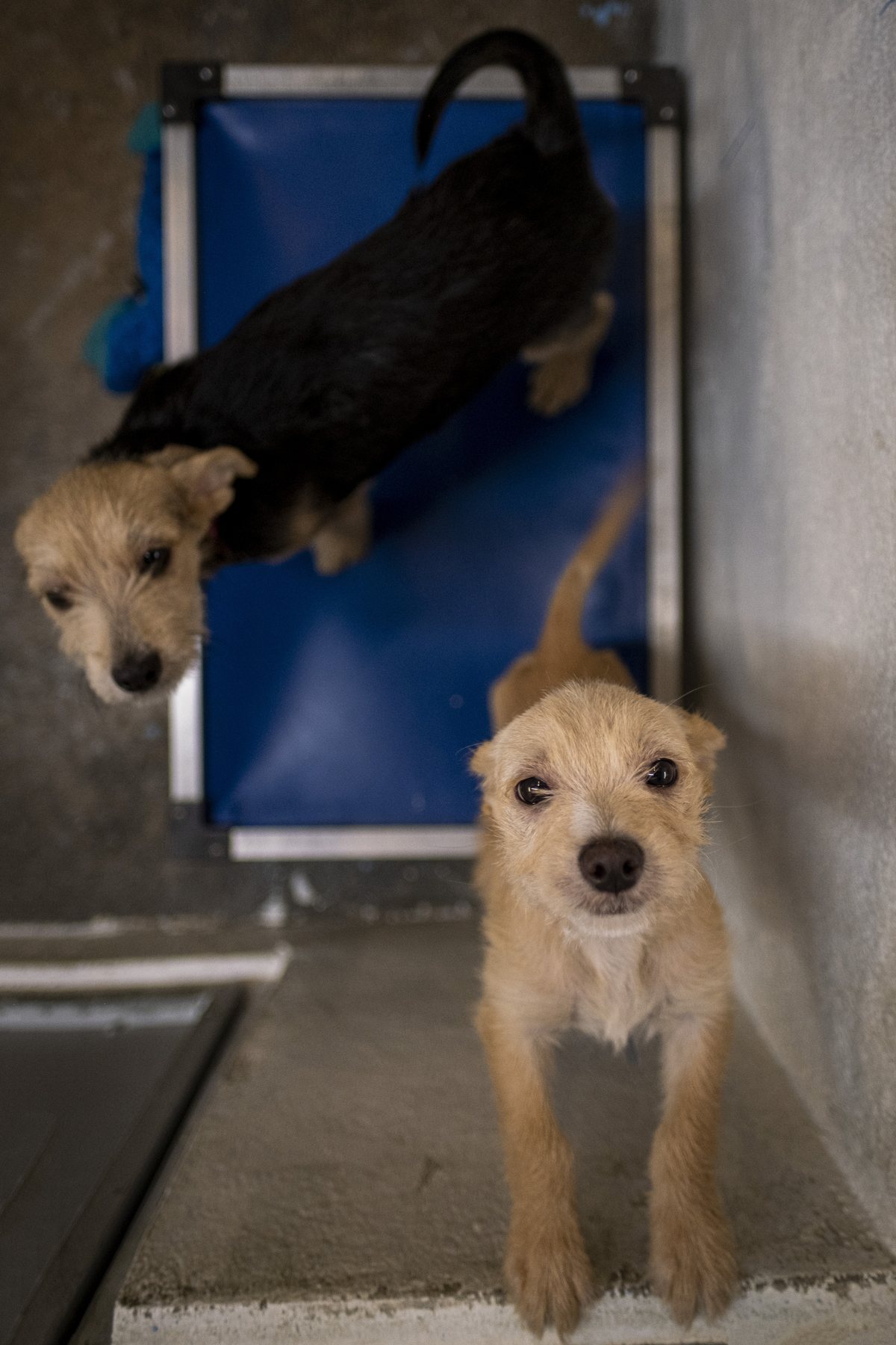 Dos perritos rescatados en un albergue