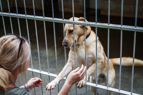 Rescatista saluda a un perro detrás de la reja de un albergue