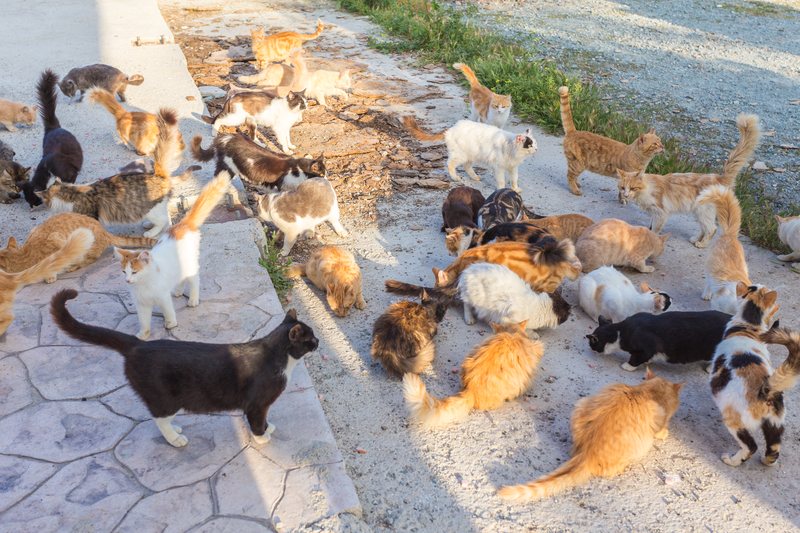 Gatos esterilizados en el programa Spay to Save